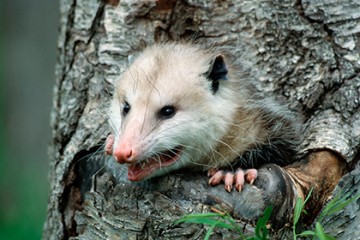 Новая Зеландия убьет всех хищников