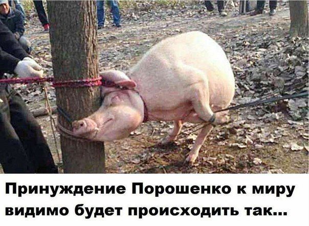 "Мыздобулы" в картинках. Смешных и не очень... 6-08-2016 "Мыздобулы" в картинках. Смешных и не очень... 6-08-2016