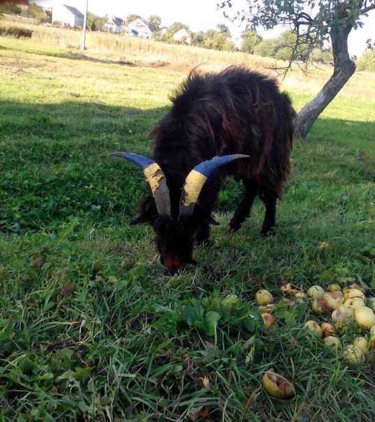 "Мыздобулы" в картинках. Смешных и не очень... 6-08-2016 "Мыздобулы" в картинках. Смешных и не очень... 6-08-2016
