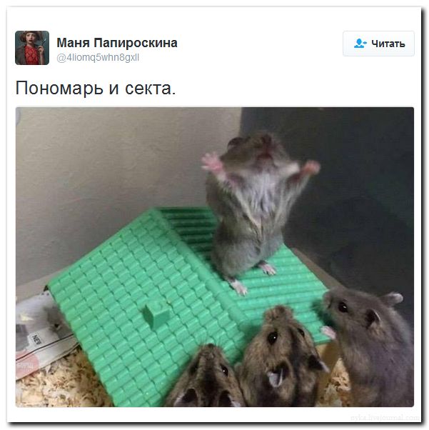 "Мыздобулы" в картинках. Смешных и не очень... 7-08-2016
