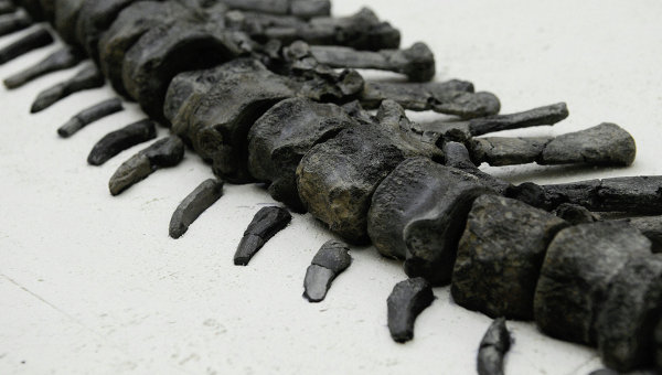 Российские ученые в Сибири обнаружили новый вид динозавра