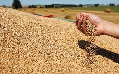 Россия впервые может превзойти все страны ЕС вместе взятые по экспорту пшеницы