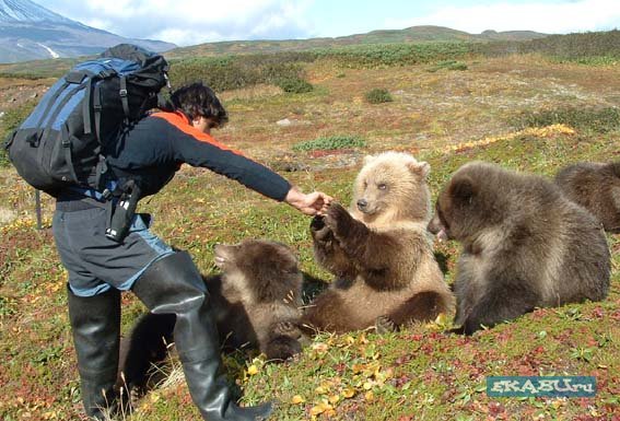 Как себя вести при встрече с русским медведем. Правила этикета Как себя вести при встрече с русским медведем. Правила этикета