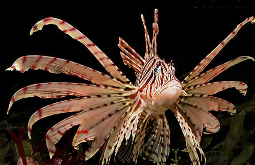 Учёные создают первого робота-убийцу Учёные создают первого робота-убийцу