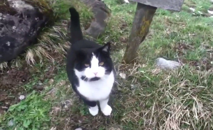 История о потерявшемся туристе и коте-спасателе