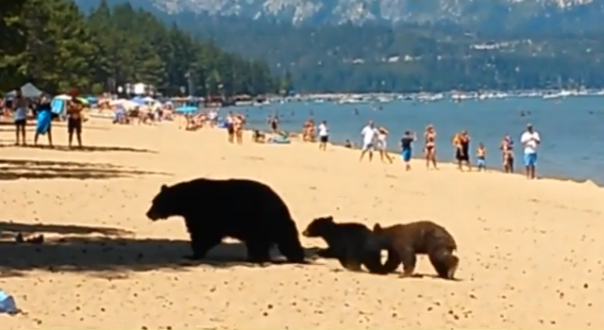 В Калифорнии медведи искупались вместе с отдыхающими