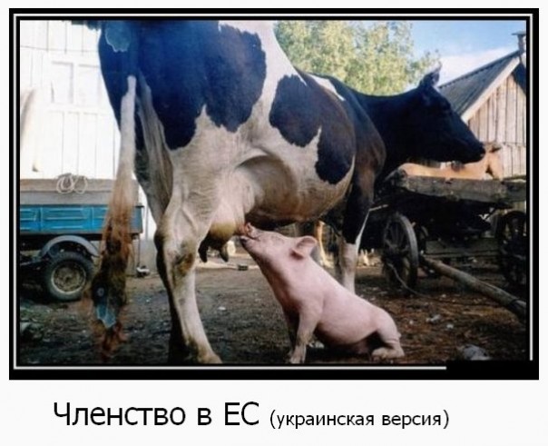 "Мыздобулы" в картинках. Смешных и не очень... 5-08-2016
