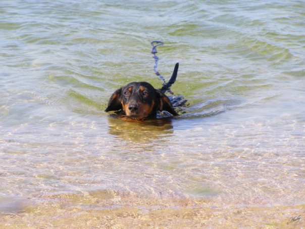 На ейском берегу украинские туристы потеряли собаку на миллион