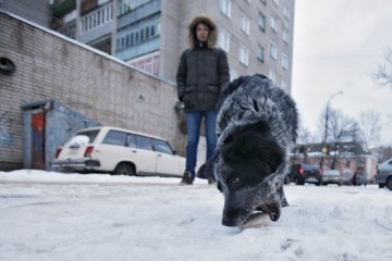 Шарики и Шариковы