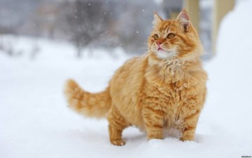 Наглые рыжие морды!