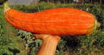Тыква из 800-летней семечки