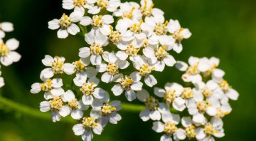 7 природных антибиотиков, которые не стоят ни копейки