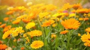 7 природных антибиотиков, которые не стоят ни копейки