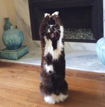 Они думают, что я сдаюсь