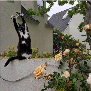 Они думают, что я сдаюсь