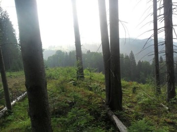 Руслана опубликовала фото "лысых" Карпат 