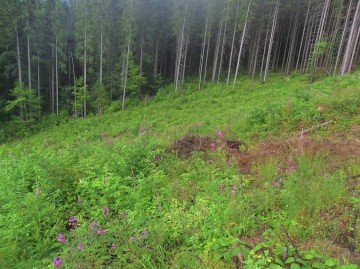 Руслана опубликовала фото "лысых" Карпат 