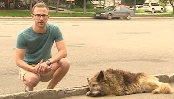 Собачья преданность: пес из Комсомольска-на-Амуре побил рекорд Хатико