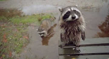 Памятка по выживанию среди енотов