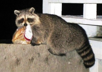 Памятка по выживанию среди енотов