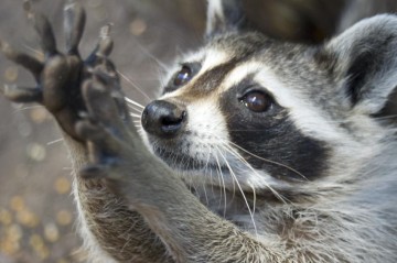 Памятка по выживанию среди енотов