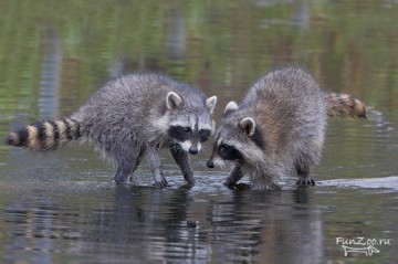 Памятка по выживанию среди енотов