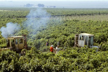 Экономика в вине
