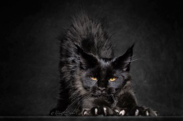 Мейн-куны - мистические коты