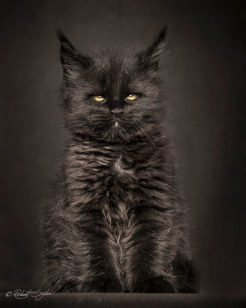 Мейн-куны - мистические коты