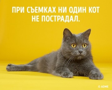 8 способов заменить спортзал одним котом