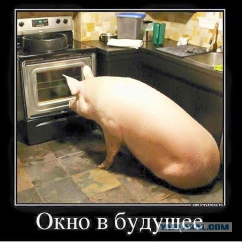 "Мыздобулы" в картинках. Смешных и не очень... 4-09-2016