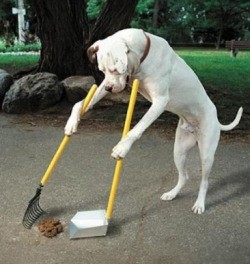 Уборка за собакой на улицах станет нормой