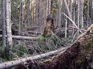 Лесная нечисть или боитесь ли вы лешего? Лесная нечисть или боитесь ли вы лешего?