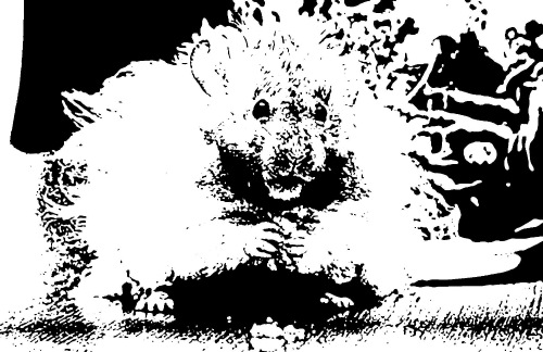 Портрет хомяка в интерьере