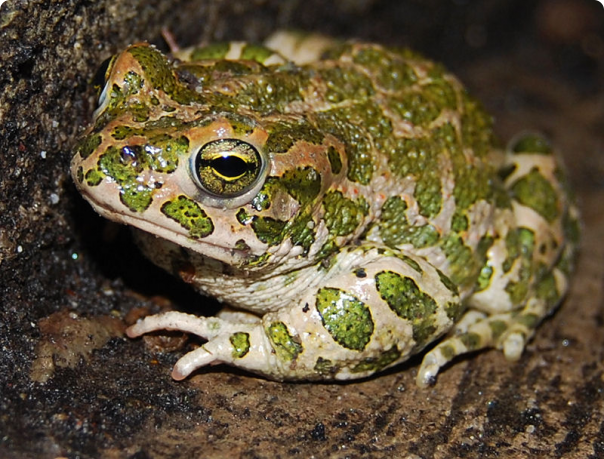 Порошенко будет раздавлен, как и положено – с жабами. Александр Роджерс Порошенко будет раздавлен, как и положено – с жабами. Александр Роджерс