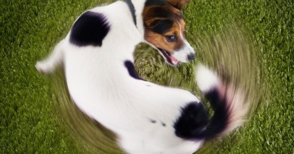 Хвост виляет Обамой. Юлия Витязева