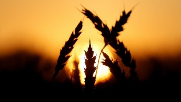 Spiegel: Россия впервые заработала на сельском хозяйстве больше, чем на оружии