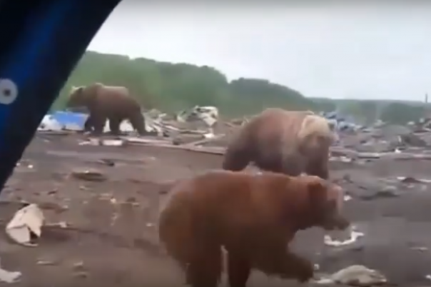 Десятки медведей поселились на свалке