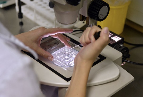 На клеточном уровне На клеточном уровне