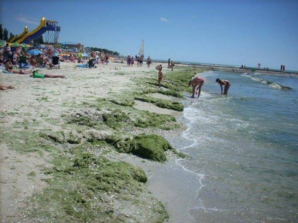 Итог перекрытия воды Крыму: Пляжи под Херсоном “цветут”, отдыхающие жалуются на страшную вонь Итог перекрытия воды Крыму: Пляжи под Херсоном “цветут”, отдыхающие жалуются на страшную вонь