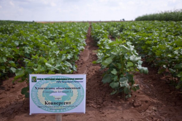 В Волгоградской области собран первый урожай ультраскороспелого «северного» хлопка