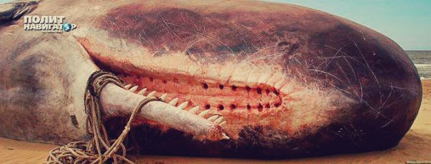 О свидомой любви к “родному краю”