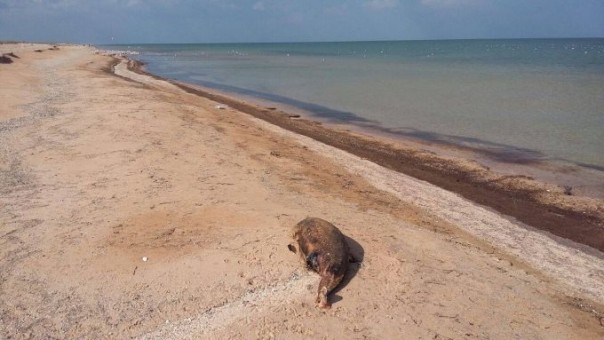 О свидомой любви к “родному краю”