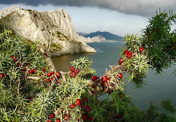 О свидомой любви к “родному краю”