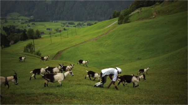 Шнобелевскую премию выиграл ученый создавший протезы для иммитации походки козлов