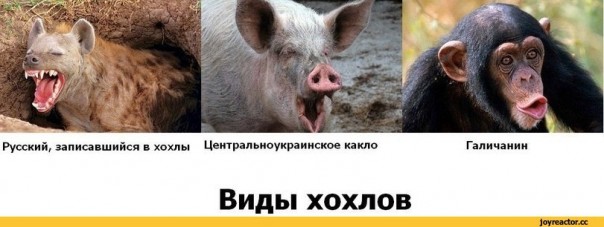 "Мыздобулы" в картинках. Смешных и не очень... 23-09-2016