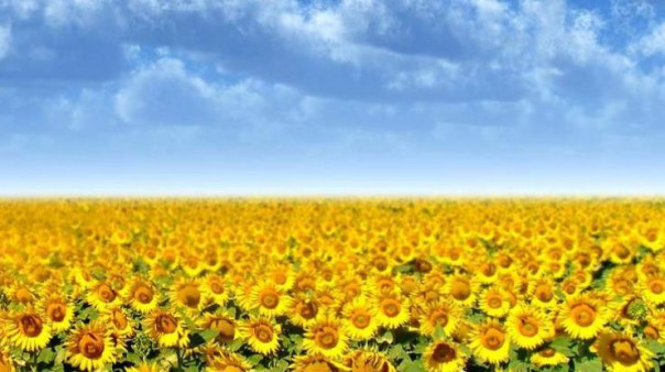 Аграрии Запорожья потребовали от Порошенко восстановить связи с РФ