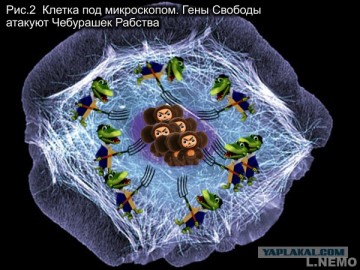 Бандера всему голова?
