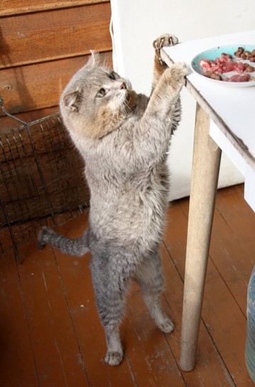 Одной семье повезло с котом.....