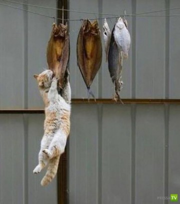 Одной семье повезло с котом.....